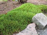 Haircap Moss - Polytrichum commune