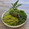 DIY TableTop Moss Garden Kit