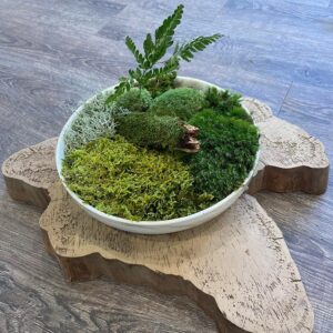 DIY TableTop Moss Garden Kit - Image 2
