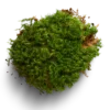 Rock Cap Moss - Dicranum scoparium (Mood Moss)