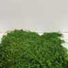 Natural Preserved Sheet Moss