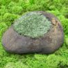 Pet Moss Rock Home Decor