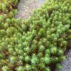 Haircap Moss - Polytrichum commune - Image 2
