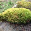 Rock Cap Moss - Dicranum scoparium (Mood Moss) - Image 5