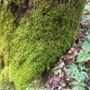 Tree Apron Moss (10 sq. ft.)