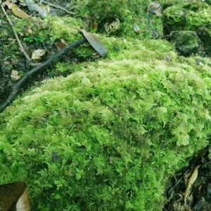 Fern Moss - Thuidium delicatulum 50% OFF - Image 2
