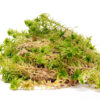 Fresh Sphagnum Moss