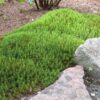 Haircap Moss - Polytrichum commune - Image 3