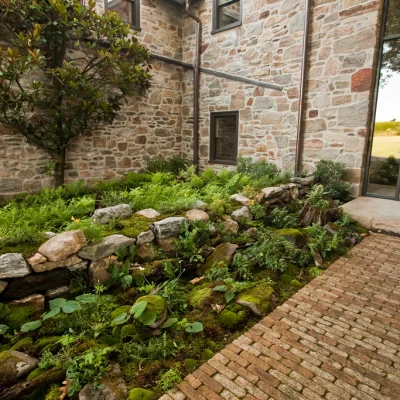 A moss and fern garden near the entrance of a house