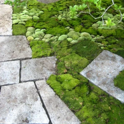 A stone walkway with clumps of moss