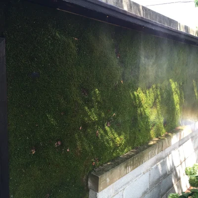 A large moss outdoor wall above a small brick wall