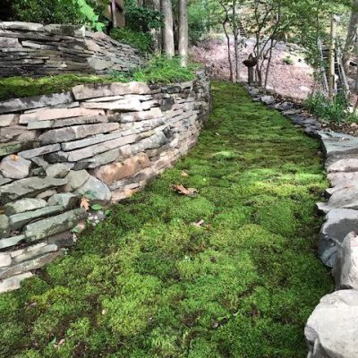Large sheet moss walkway outdoors