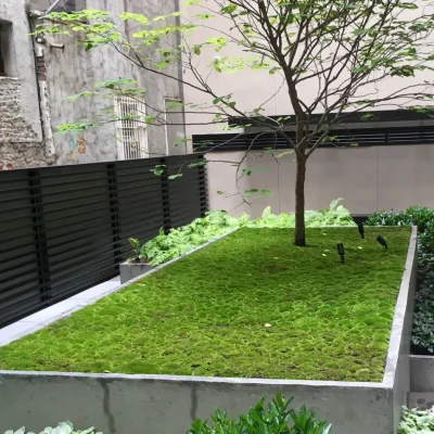 Cushion moss planter in a courtyard