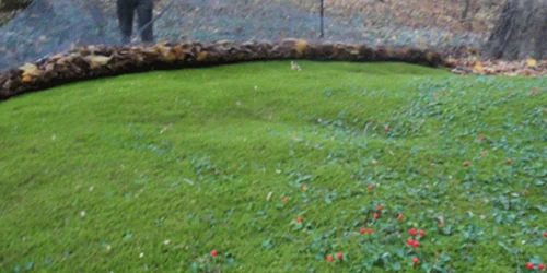 Large moss lawn