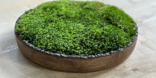 Moss bowl display on table
