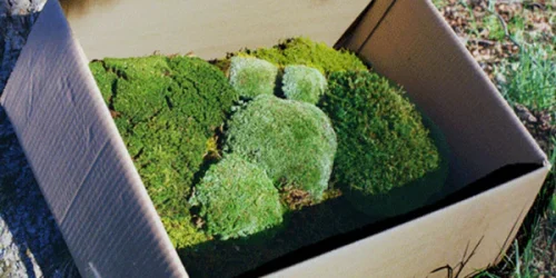 Box of a moss sampler set