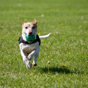 pexels-matthias-zomer-422220 Dog running on a lawn
