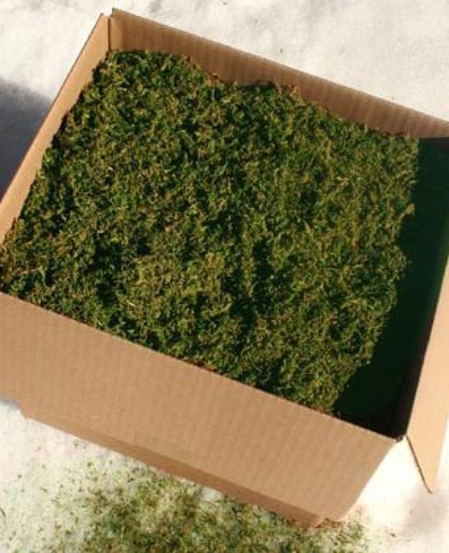 Pre-ground moss