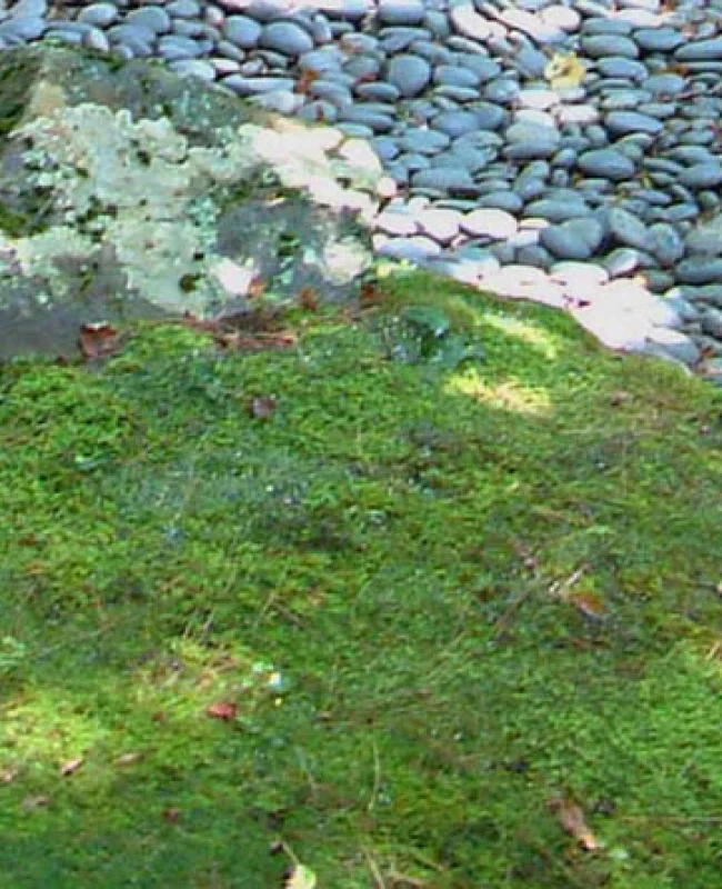 prod_fern_4 A patch of moss and a stone path