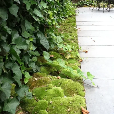 Clump moss next to a walkway