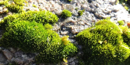 Close-up of sun tolerant moss